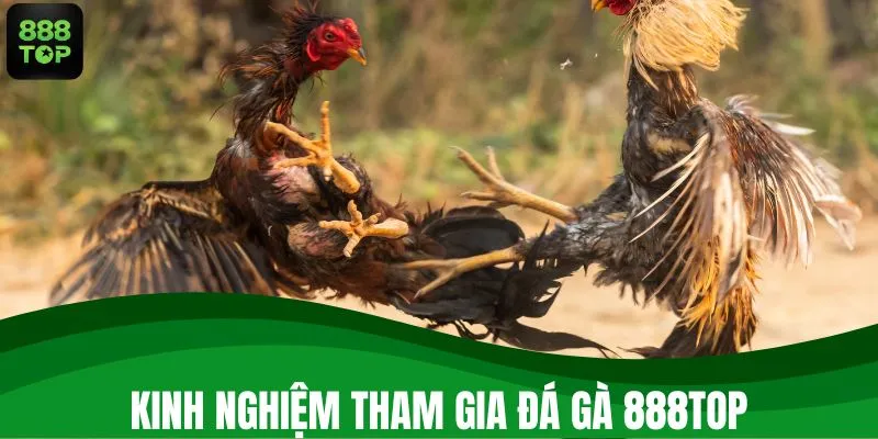 Mẹo hay tham gia đá gà 888TOP